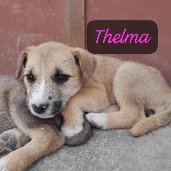 CUCCIOLE Thelma e Louise IN REGALO | Foto 3