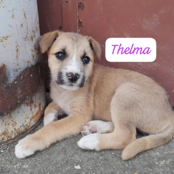 CUCCIOLE Thelma e Louise IN REGALO | Foto 2