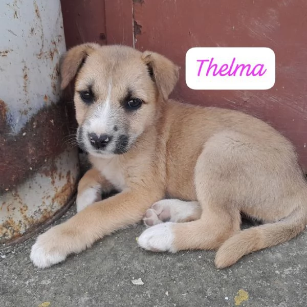 CUCCIOLE Thelma e Louise IN REGALO | Foto 1