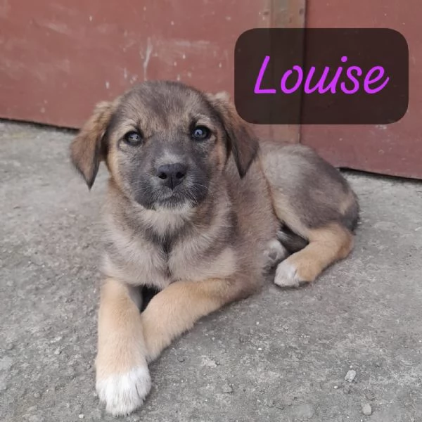 CUCCIOLE Thelma e Louise IN REGALO | Foto 0