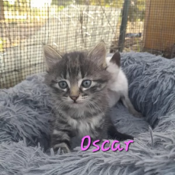 STUPENDI GATTINI IN REGALO | Foto 4