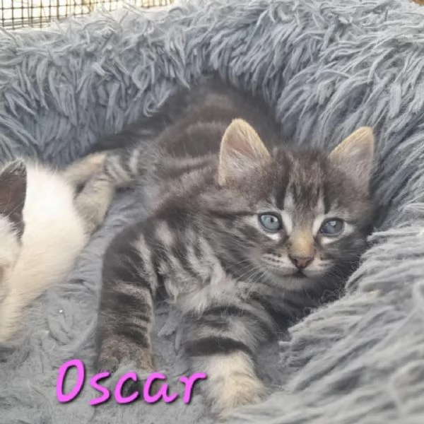 STUPENDI GATTINI IN REGALO | Foto 3