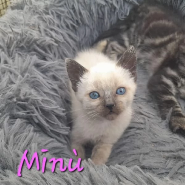 STUPENDI GATTINI IN REGALO | Foto 2