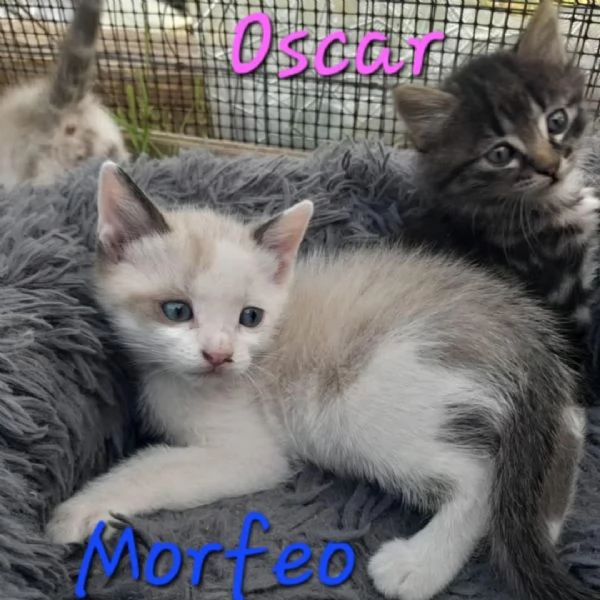 STUPENDI GATTINI IN REGALO | Foto 1