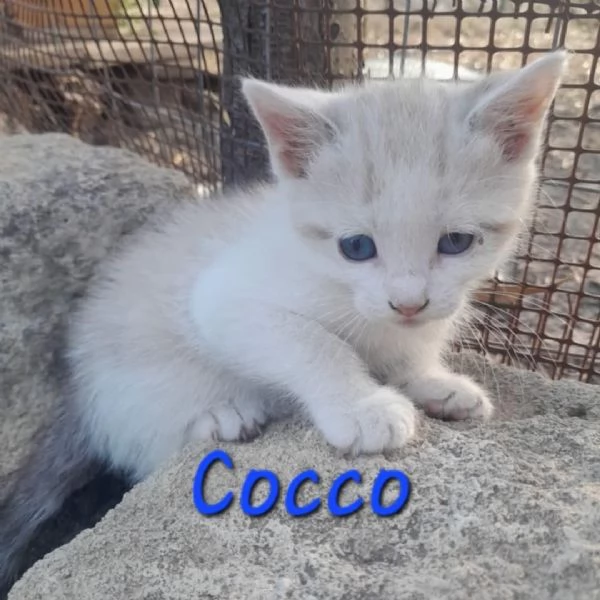STUPENDI GATTINI IN REGALO | Foto 0