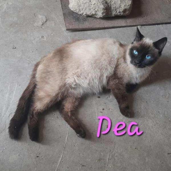 BELLISSIMA DEA IN REGALO
