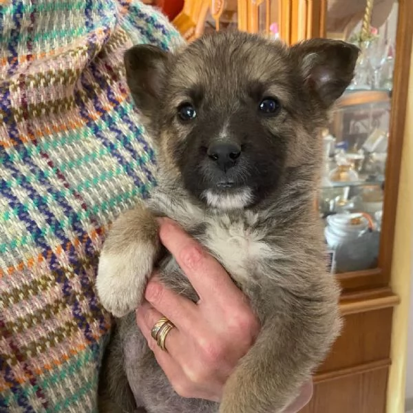 COFFY e ORSO cucciolini  IN REGALO | Foto 3