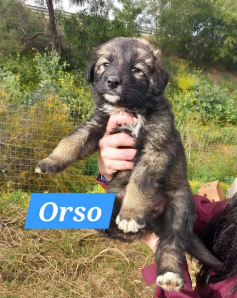 COFFY e ORSO cucciolini  IN REGALO | Foto 2