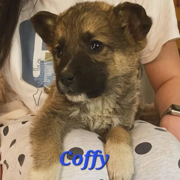 COFFY e ORSO cucciolini  IN REGALO | Foto 1