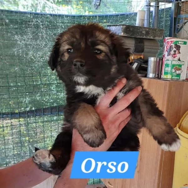 COFFY e ORSO cucciolini  IN REGALO | Foto 0