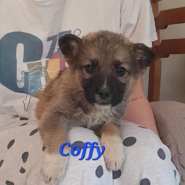 COFFY e ORSO cucciolini  IN REGALO