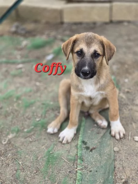 COFFY e ORSO cucciolini  IN REGALO
