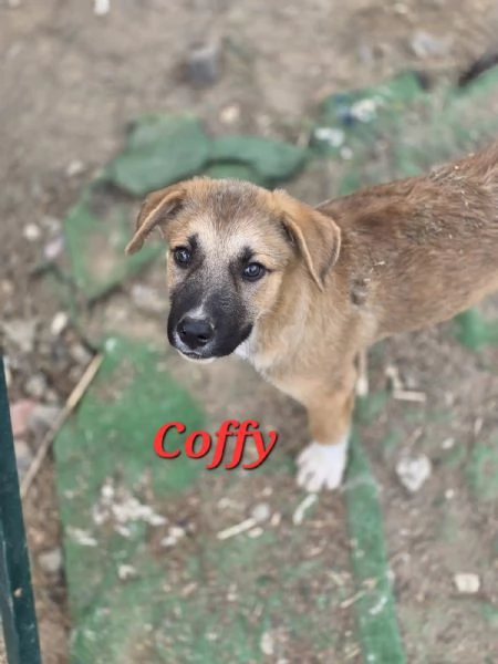 COFFY e ORSO cucciolini  IN REGALO | Foto 4