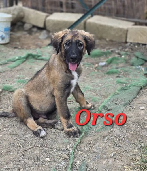 COFFY e ORSO cucciolini  IN REGALO | Foto 3
