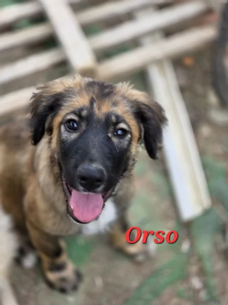 COFFY e ORSO cucciolini  IN REGALO | Foto 0