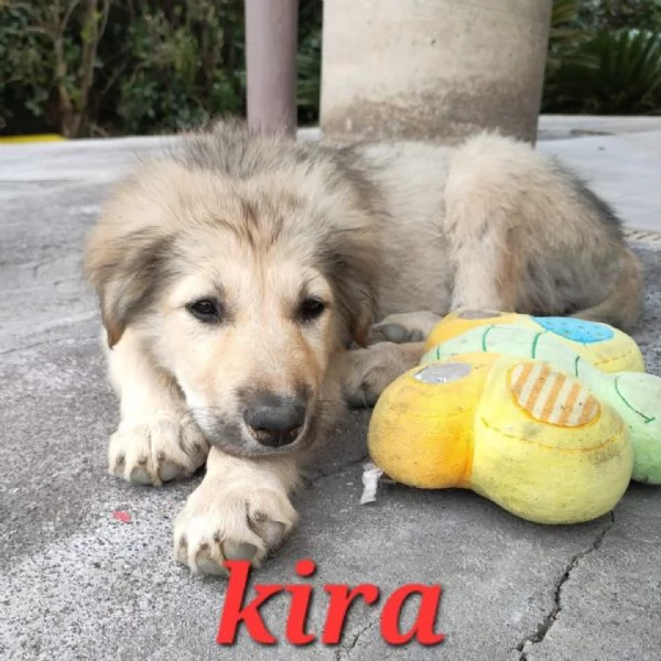 DOLCE CUCCIOLINA KIRA | Foto 2