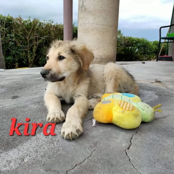 DOLCE CUCCIOLINA KIRA | Foto 1