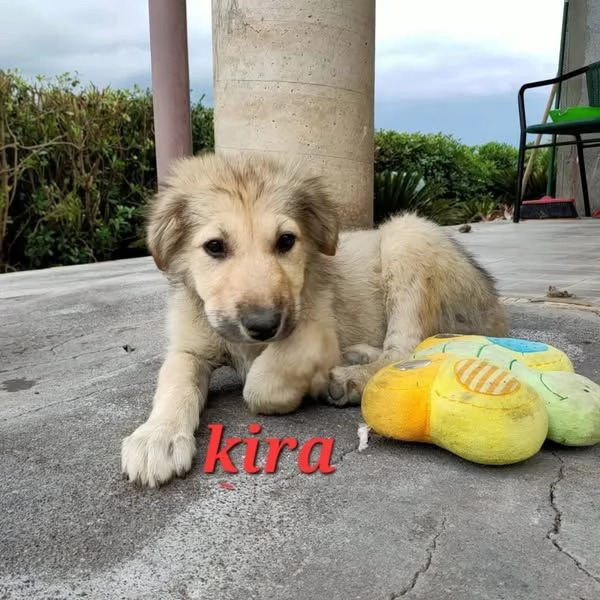 DOLCE CUCCIOLINA KIRA