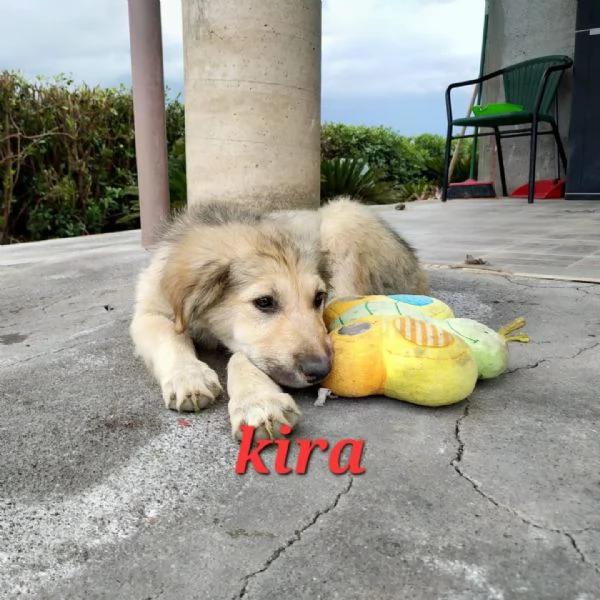 DOLCE CUCCIOLINA KIRA | Foto 0