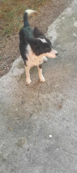 PRISCILLA mix border collie | Foto 1