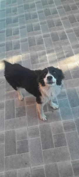PRISCILLA mix border collie | Foto 0