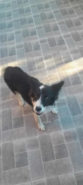 PRISCILLA mix border collie