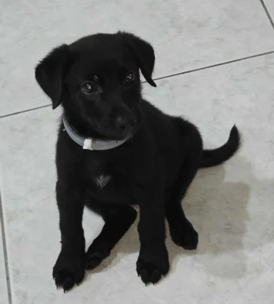 dolcissima cucciolina | Foto 2