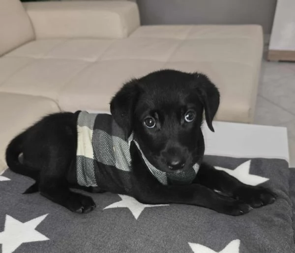 dolcissima cucciolina | Foto 1