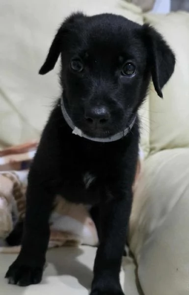 dolcissima cucciolina | Foto 0