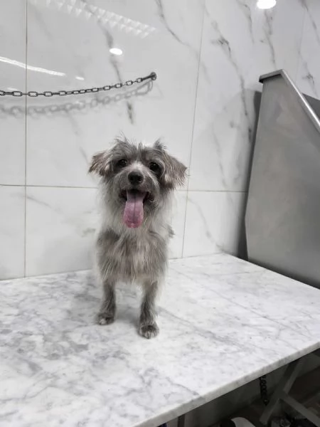 dina taglia piccola in regalo | Foto 2