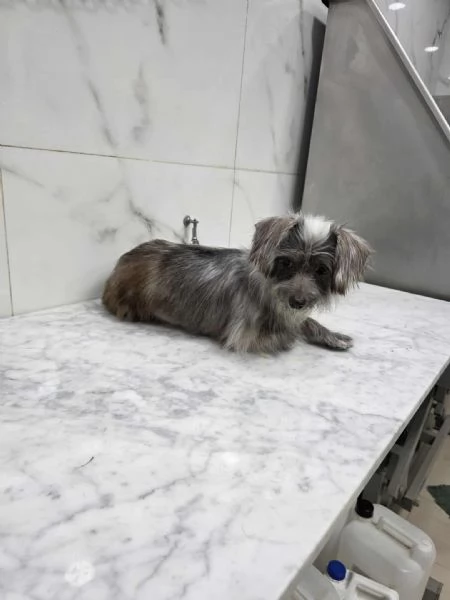 dina taglia piccola in regalo | Foto 0