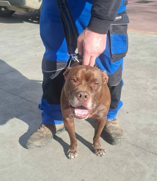 DOLCE SPIKE ADOZIONE DEL CUORE | Foto 2