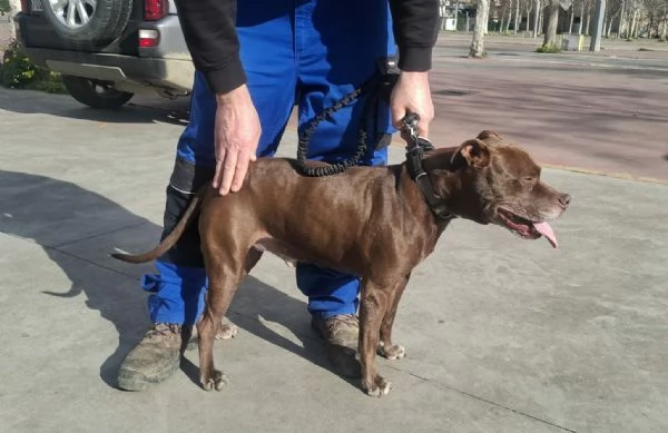 DOLCE SPIKE ADOZIONE DEL CUORE | Foto 1