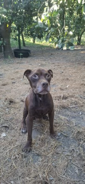 DOLCE SPIKE ADOZIONE DEL CUORE | Foto 1