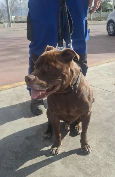 DOLCE SPIKE ADOZIONE DEL CUORE