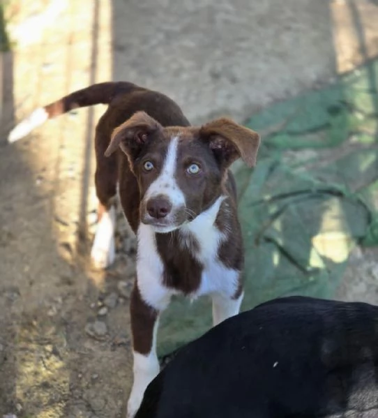 CUCCIOLI LADY E TESEO IN REGALO