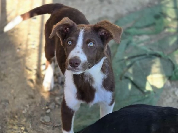 CUCCIOLI LADY E TESEO IN REGALO