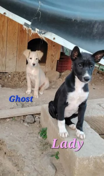 dolci cuccioli in regalo in tutta italia | Foto 1