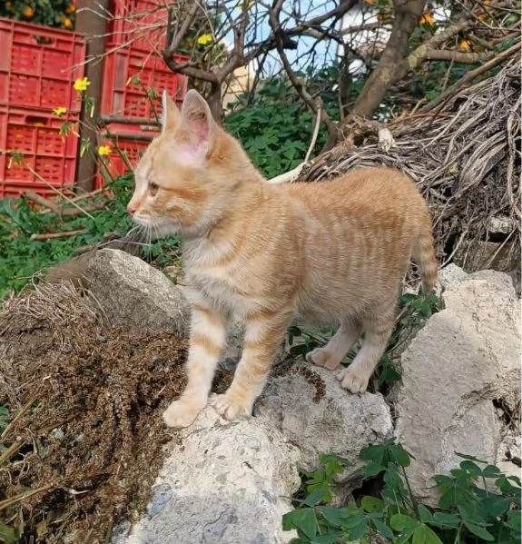 dolcissima micina cecina in regalo