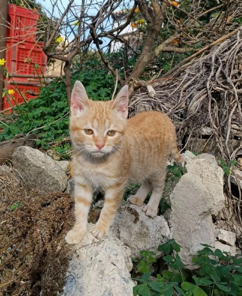 dolcissima micina cecina in regalo | Foto 1