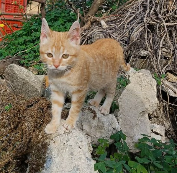 dolcissima micina cecina in regalo | Foto 0