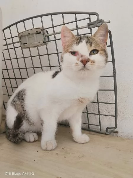 dolcissimi gattini in regalo | Foto 2