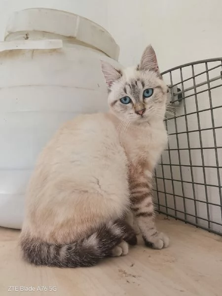 dolcissimi gattini in regalo | Foto 0