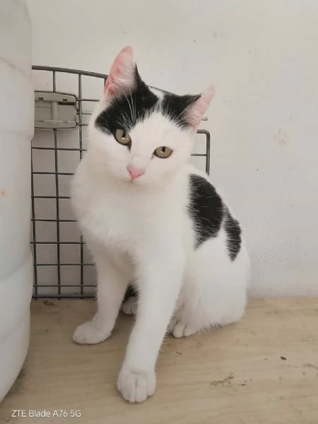 dolcissimi gattini in regalo