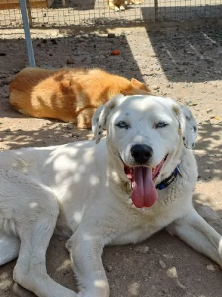 DOLCISSIMO RUDY IN REGALPO | Foto 2