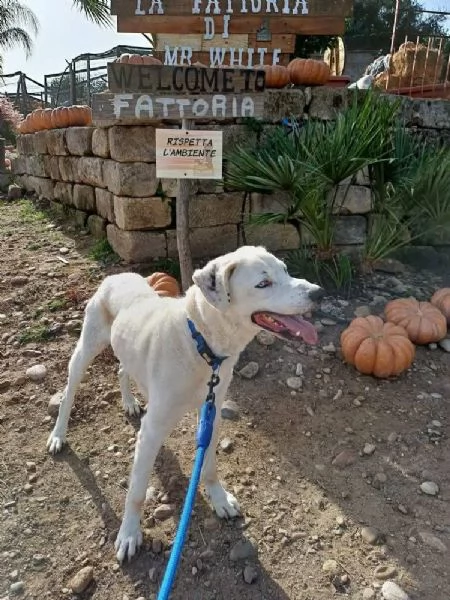 DOLCISSIMO RUDY IN REGALPO | Foto 1