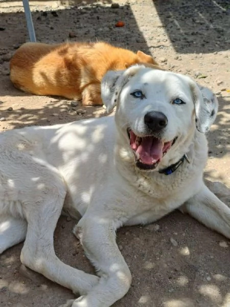 DOLCISSIMO RUDY IN REGALPO | Foto 0