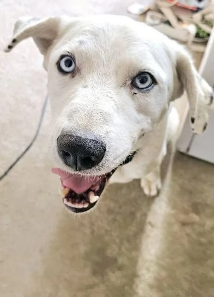 DOLCISSIMO RUDY IN REGALPO