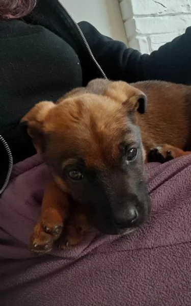 CUCCIOA PANDORA IN REGALO | Foto 3