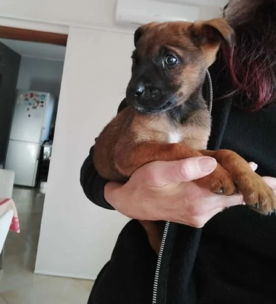 CUCCIOA PANDORA IN REGALO | Foto 2